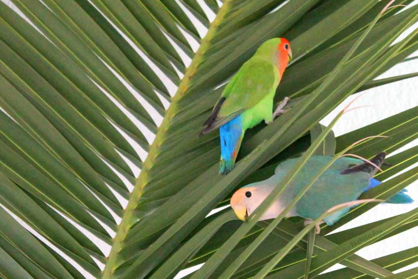 agapornis roseicollis sobre hojas de palmera