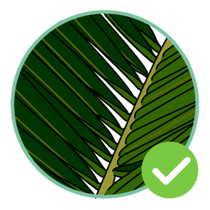 detalle palmera correcta para nidos agapornis