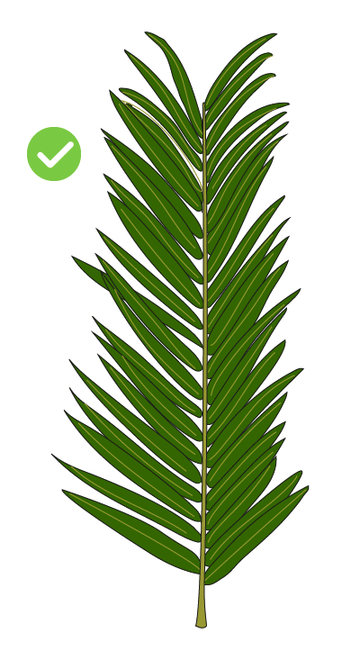 palmera correcta nidificación agapornis