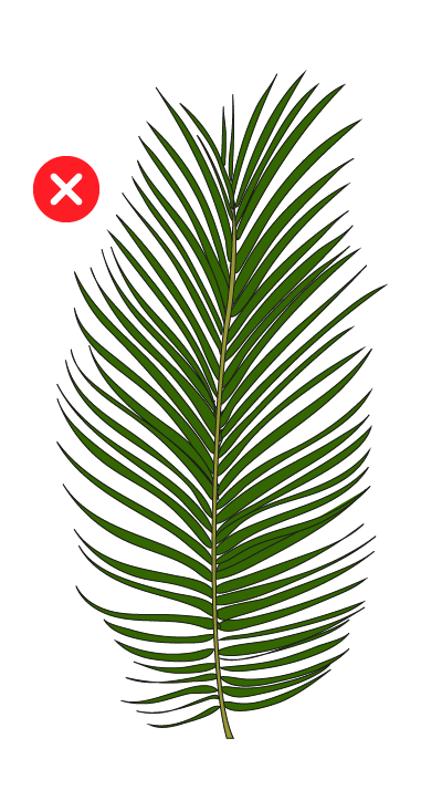 palmera incorrecta nidos agapornis