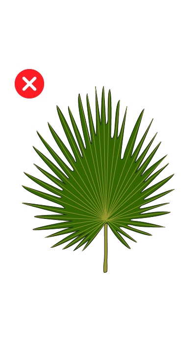 palmera incorrecta nidos agapornis