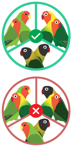 emaprejar agapornis de la misma especie