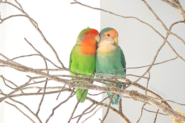 loros en casa