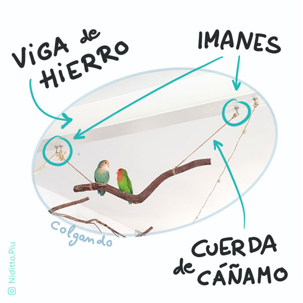 loros sobre una rama colgada de una viga