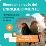 Bienestar a través del enriquecimiento, formación para cuidadores de loros + asesoría personalizada