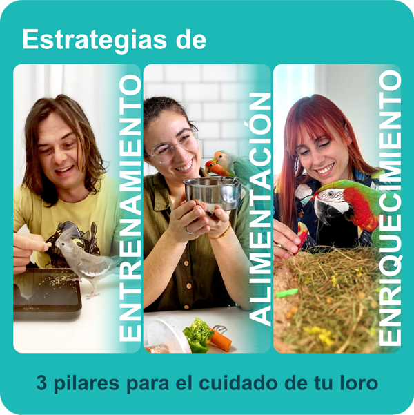 Estrategias de entrenamiento, alimentación y enriquecimiento: 3 pilares para el cuidado de tu loro